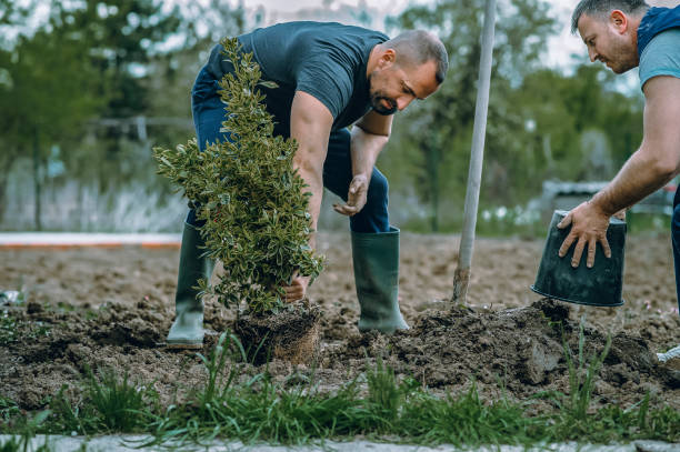 Best Tree Disease Treatment  in Marengo, IL