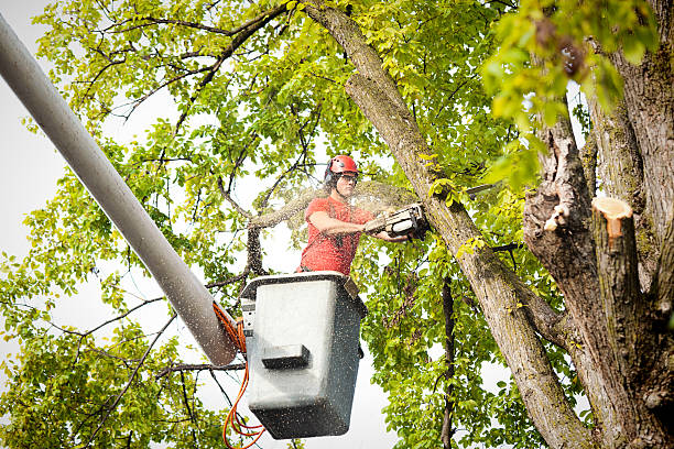 How Our Tree Care Process Works  in  Marengo, IL