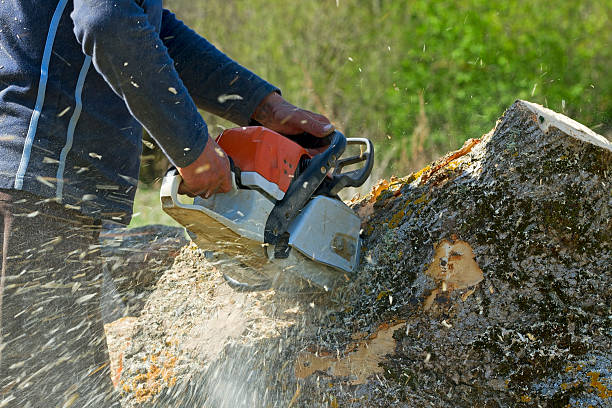 Best Leaf Removal  in Marengo, IL