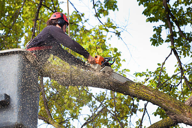 Best Tree Health Inspection  in Marengo, IL