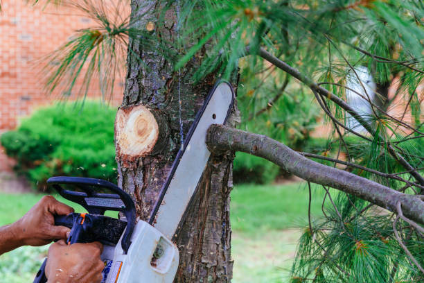Best Root Management and Removal  in Marengo, IL
